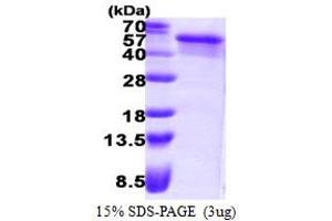 SDS-PAGE (SDS) image for Endonuclease VIII-Like 1 (NEIL1) (AA 1-390) protein (His tag) (ABIN7279660) (NEIL1 Protein (AA 1-390) (His tag))