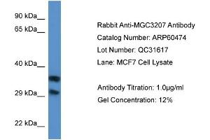 Western Blotting (WB) image for anti-Methylthioribose-1-Phosphate Isomerase 1 (Mri1) (N-Term) antibody (ABIN2788458) (MRI1 Antikörper  (N-Term))