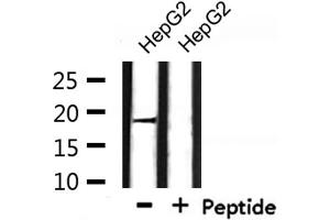 Western blot analysis of extracts from HepG2, using BORG3 Antibody.