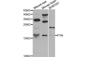 Western blot analysis of extracts of various cell lines, using PTN antibody (ABIN5971600) at 1:400 dilution. (Pleiotrophin Antikörper)
