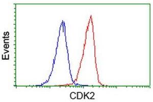 Image no. 2 for anti-Cyclin-Dependent Kinase 2 (CDK2) antibody (ABIN1497395) (CDK2 Antikörper)