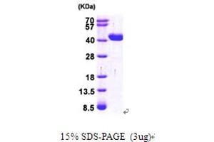 SDS-PAGE (SDS) image for Glyoxylate Reductase/hydroxypyruvate Reductase (GRHPR) (AA 1-328) protein (His tag) (ABIN667010) (GRHPR Protein (AA 1-328) (His tag))