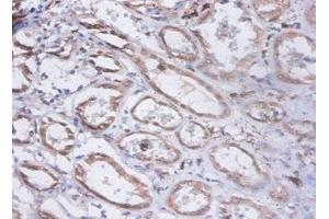 Immunohistochemistry of paraffin-embedded human kidney tissue using ABIN7153940 at dilution of 1:100 (PRKCSH Antikörper  (AA 15-302))