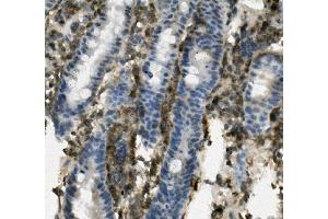 IHC analysis of SELPLG using anti-SELPLG antibody (ABIN7600341). (SELPLG Antikörper  (AA 18-420))