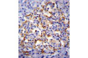 CMGA Antibody (C-term) (ABIN655729 and ABIN2845176) immunohistochemistry analysis in formalin fixed and paraffin embedded human pancreas tissue followed by peroxidase conjugation of the secondary antibody and DAB staining. (Chromogranin A Antikörper  (C-Term))
