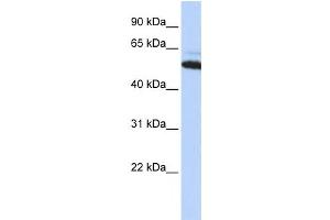 Western Blotting (WB) image for anti-Arginyltransferase 1 (ATE1) antibody (ABIN2459226) (ATE1 Antikörper)