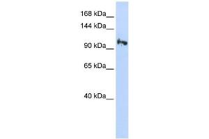 SMG5 antibody used at 1 ug/ml to detect target protein. (SMG5 Antikörper)