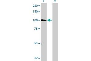 Western Blot analysis of PCDHGB6 expression in transfected 293T cell line by PCDHGB6 MaxPab polyclonal antibody. (PCDHgB6 Antikörper  (AA 1-820))