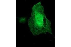 Immunofluorescence (IF) image for anti-Archain 1 (ARCN1) antibody (ABIN1497572)