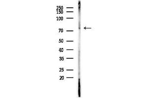 anti-HBS1-Like (HBS1L) (N-Term) antibody