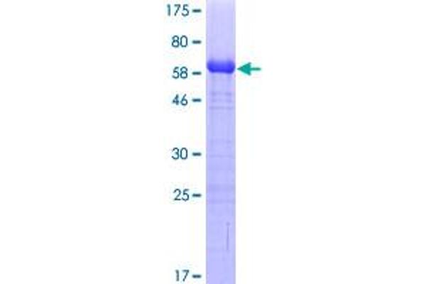 TWF1 Protein (AA 1-384) (GST tag)