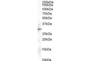 Image no. 1 for anti-Dimethylarginine Dimethylaminohydrolase 2 (DDAH2) (C-Term) antibody (ABIN374148) (DDAH2 Antikörper  (C-Term))