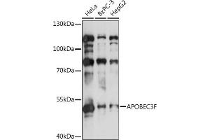 Western blot analysis of extracts of various cell lines, using F antibody (ABIN3016158, ABIN3016159, ABIN3016160 and ABIN6219586) at 1:1000 dilution. (APOBEC3F Antikörper  (AA 1-65))