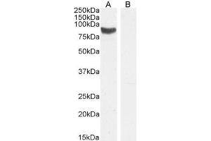 ABIN5539909 (1µg/ml) staining of Rat Testes lysate (A) + Peptide (B) (35µg protein in RIPA buffer).