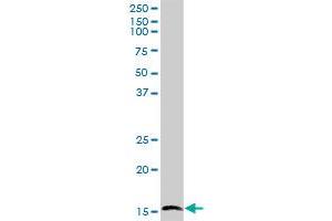 C14orf129 MaxPab polyclonal antibody. (GSKIP Antikörper  (AA 1-139))