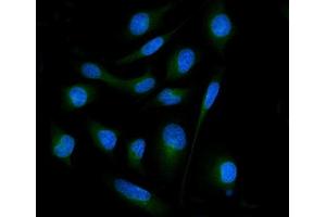 IF analysis of SH3GL2 using anti-SH3GL2 antibody (ABIN7602229). (SH3G2 Antikörper  (AA 65-292))