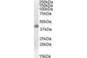 Western Blotting (WB) image for Meis Homeobox 1 (MEIS1) peptide (ABIN369858) (Meis Homeobox 1 (MEIS1) Peptid)