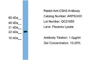 WB Suggested Anti-CSH2  Antibody Titration: 0. (CSH1 Antikörper  (Middle Region))