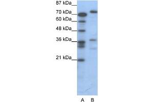 WB Suggested Anti-CREB3 Antibody Titration:  0.