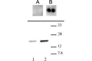 CENP-A phospho Ser18 antibody (pAb) tested by Western blot. (CENPA Antikörper  (pSer16, pSer18))