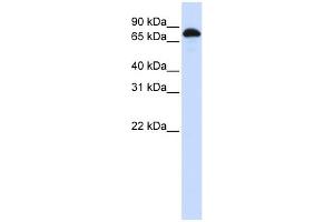 WB Suggested Anti-STAT3 Antibody Titration:  0. (STAT3 Antikörper  (N-Term))