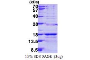 SDS-PAGE (SDS) image for Small Nuclear Ribonucleoprotein D3 Polypeptide 18kDa (SNRPD3) (AA 1-126) protein (His tag) (ABIN667958) (SNRPD3 Protein (AA 1-126) (His tag))