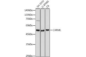 Western blot analysis of extracts of various cell lines, using CHRM1 antibody (ABIN3022210, ABIN3022211, ABIN3022212, ABIN1512760 and ABIN6218670) at 1:1000 dilution.