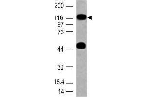 Image no. 1 for anti-Toll-Like Receptor 10 (TLR10) (AA 100-369) antibody (ABIN5027569) (TLR10 Antikörper  (AA 100-369))