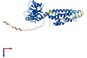 IRGM Protein (AA 1-409) (His tag)