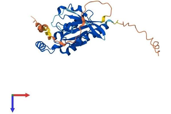RHOU Protein (AA 1-261) (His tag)