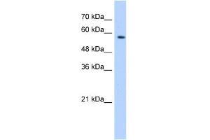 Western Blotting (WB) image for anti-Splicing Factor 3a, Subunit 3, 60kDa (SF3A3) (Middle Region) antibody (ABIN2779010)