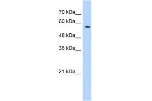 WB Suggested Anti-SF3A3 Antibody Titration:  0. (SF3A3 Antikörper  (Middle Region))