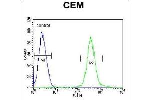 Flow Cytometry (FACS) image for anti-ATPase, Aminophospholipid Transporter, Class I, Type 8B, Member 2 (ATP8B2) (AA 18-47), (N-Term) antibody (ABIN654734)