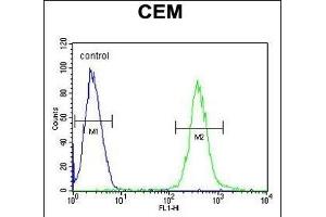 AT8B2 Antibody (N-term) (ABIN654734 and ABIN2844422) flow cytometric analysis of CEM cells (right histogram) compared to a negative control cell (left histogram).
