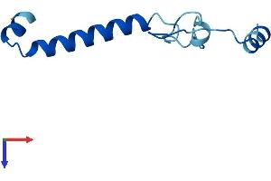 NMES1 Protein (AA 1-83) (Fc Tag)