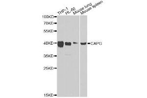 Western blot analysis of extracts of various cell lines, using CAPG Antibody. (CAPG Antikörper  (AA 1-348))