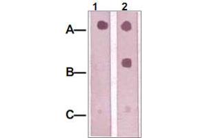 Dot Blot : 1 ug peptide was blot onto NC membrane. (IRS1 Antikörper  (pSer312))
