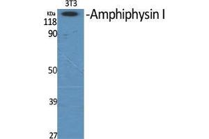 Western Blot (WB) analysis of specific cells using Amphiphysin I Polyclonal Antibody. (Amphiphysin Antikörper  (Internal Region))