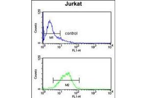 Flow cytometry analysis of Jurkat cells (bottom histogram) compared to a negative control cell (top histogram). (STIP1 Antikörper  (AA 269-297))
