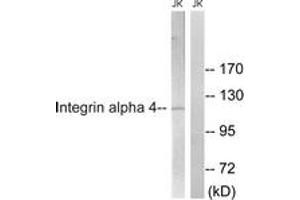 Western blot analysis of extracts from Jurkat cells, treated with PMA 125ng/ml 30', using Integrin alpha4 (Ab-1027) Antibody. (ITGA4 Antikörper  (AA 983-1032))