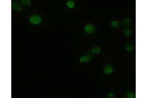 Immunofluorescent staining of HeLa cells using anti-GSC mouse monoclonal antibody (ABIN2452379). (GSC Antikörper  (AA 107-257))