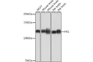 Western blot analysis of extracts of various cell lines, using HK1 Rabbit mAb (ABIN7267638) at 1:1000 dilution. (Hexokinase 1 Antikörper)