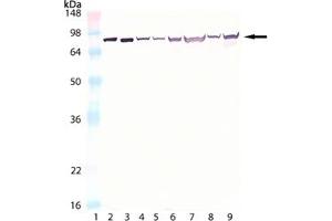 Western blot analysis of HSC70/HSP70, mAb (N27F3-4) :Lane 1: MW marker,Lane 2: HSC70/HSP73 (bovine), (recombinant) ,Lane 3: HSP70/HSP72 (human), (recombinant) ,Lane 4: 3T3,Lane 5: 3T3 (heat shocked),Lane 6: HeLa,Lane 7: HeLa (heat shocked),Lane 8: PC-12,Lane 9: PC-12 (heat shocked). (Hsc70 Antikörper)