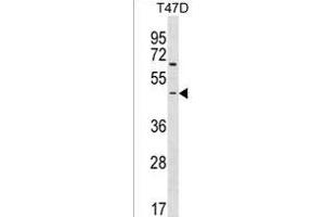 ARHGEF35 Antibody (Center) (ABIN1538181 and ABIN2850203) western blot analysis in T47D cell line lysates (35 μg/lane). (ARHGEF35 Antikörper  (AA 248-275))