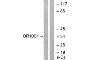 Western blot analysis of extracts from LOVO cells, using OR10C1 Antibody. (OR10C1 Antikörper  (AA 61-110))
