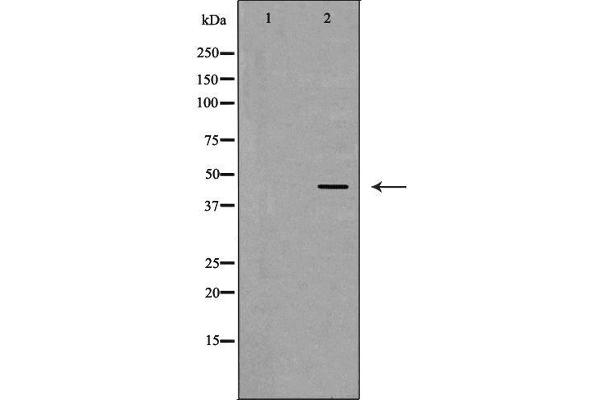 SERPINE2 antibody  (C-Term)