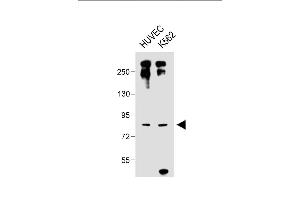 All lanes : Anti-DLL4_HUN at 1:1000 dilution Lane 1: HUVEC whole cell lysate Lane 2: K562 whole cell lysate Lysates/proteins at 20 μg per lane.