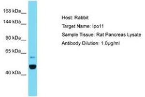Image no. 1 for anti-Importin 11 (IPO11) (AA 328-377) antibody (ABIN6750373) (Importin 11 Antikörper  (AA 328-377))