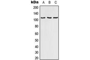 Western blot analysis of RAB3GAP1 expression in HeLa (A), SP2/0 (B), PC12 (C) whole cell lysates.