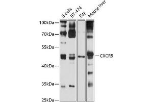 Western blot analysis of extracts of various cell lines, using CXCR5 antibody (ABIN6134268, ABIN6139288, ABIN6139289 and ABIN6220896) at 1:1000 dilution. (CXCR5 Antikörper  (C-Term))